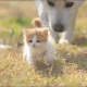 오이