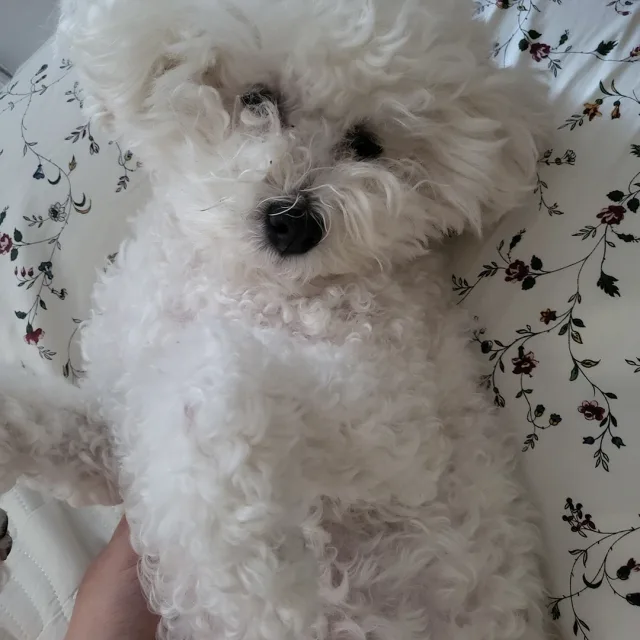 랄라라