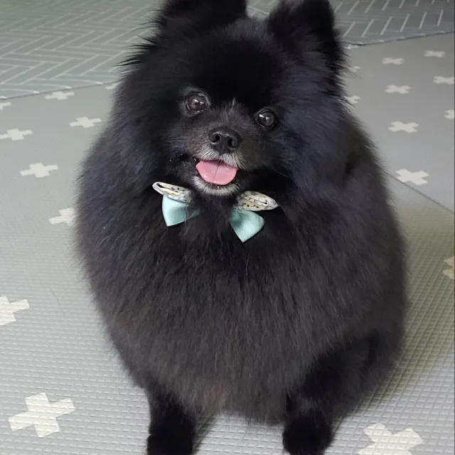 용이네