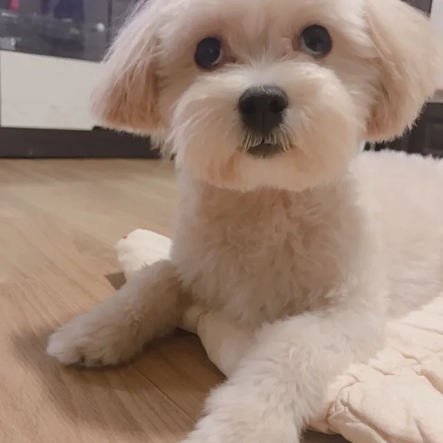 웅디