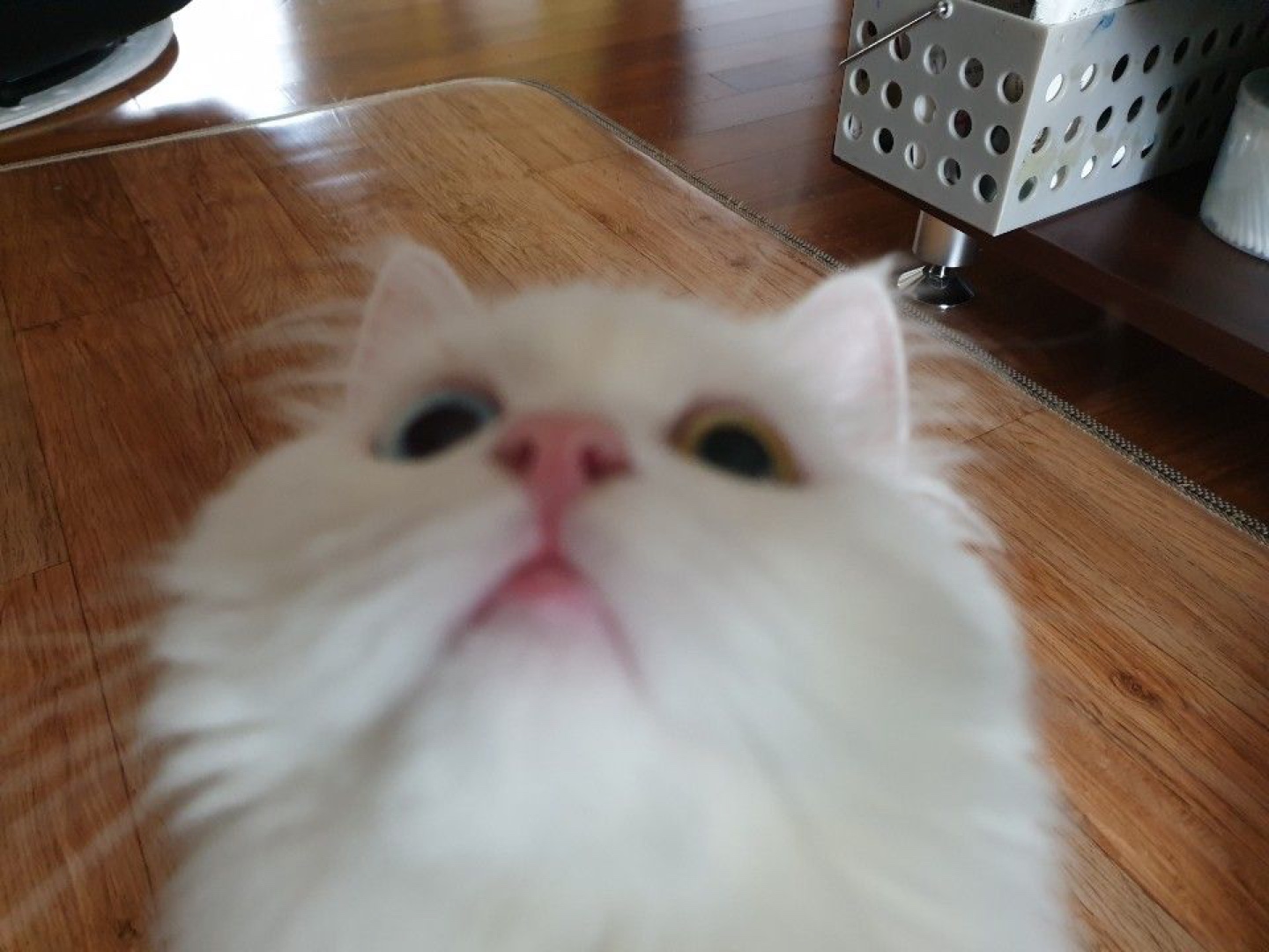새옹지마