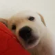 허언지