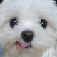 그러를그러를