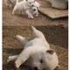 하랑이