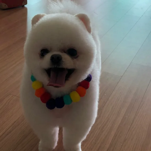 도토리