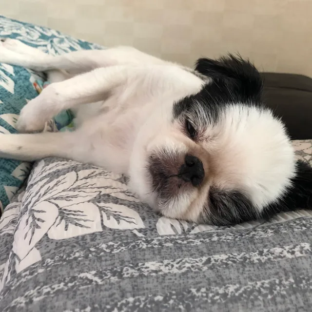 꺄아