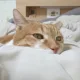 코기누나
