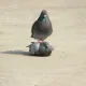 문산시민