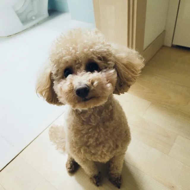 커피커피