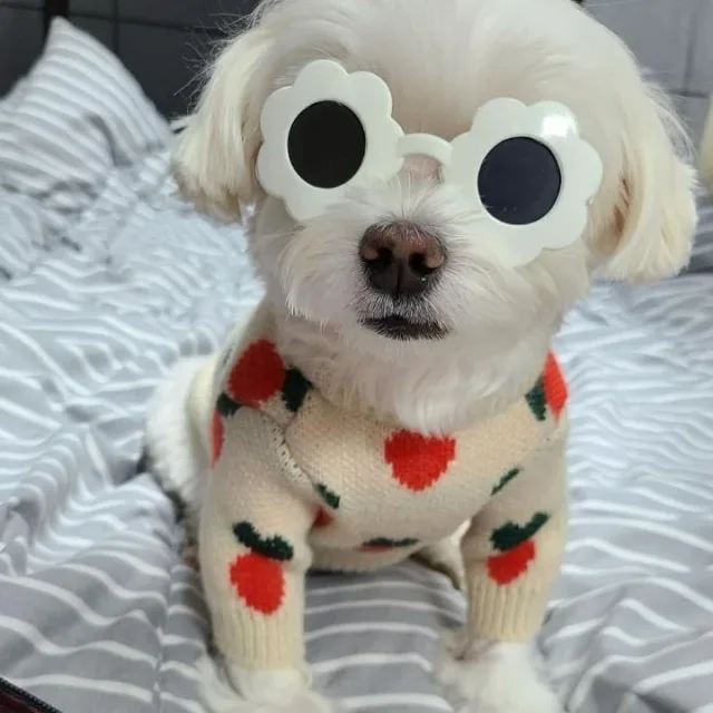 돼지최