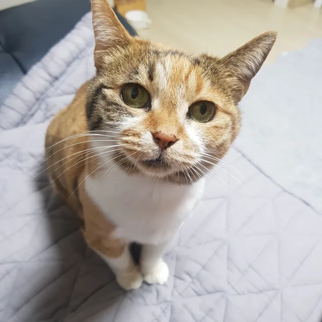 잿빛하늘