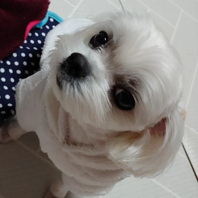 말티즈