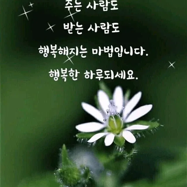 벌개미취