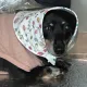 쫑구몬