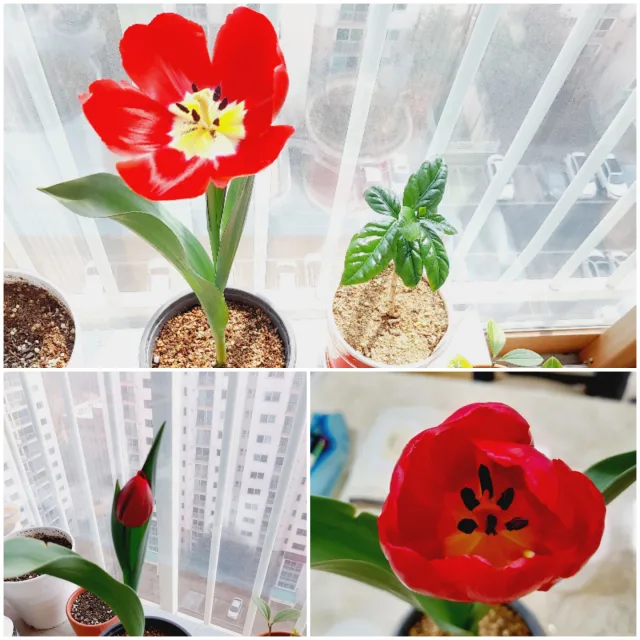 효맘79