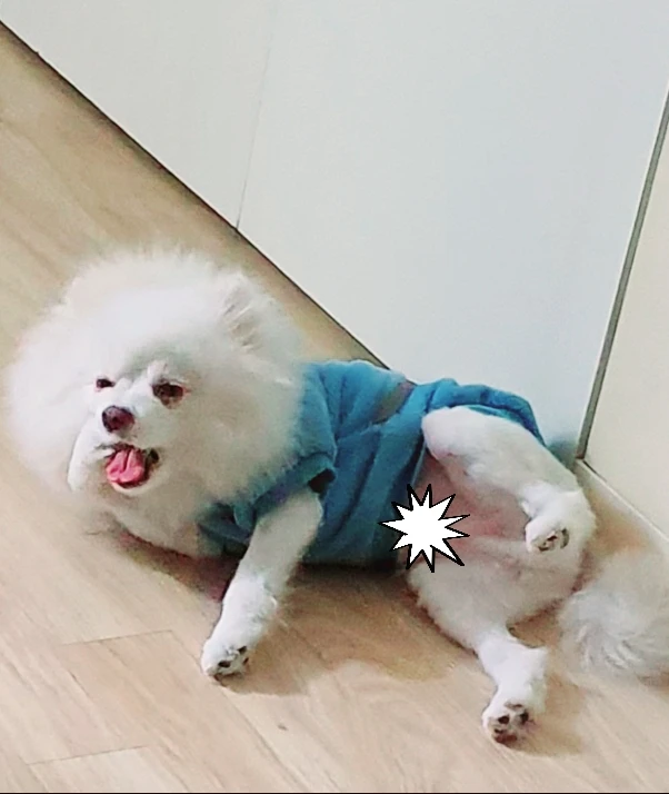 초보당근