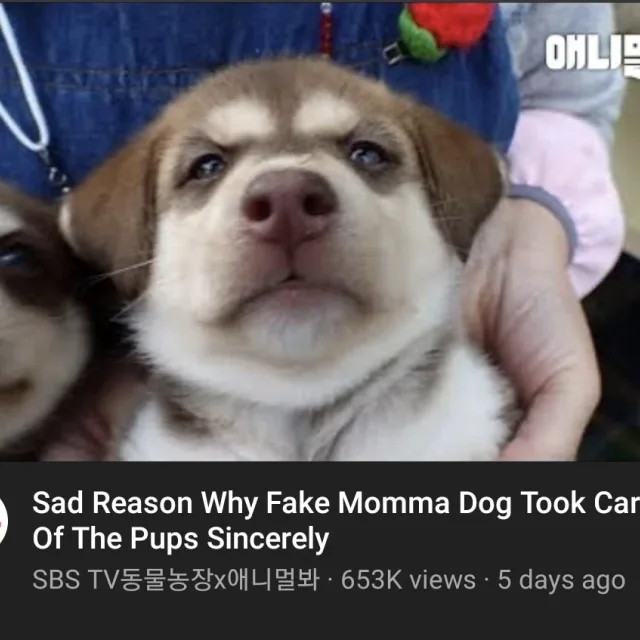 갱얼즤