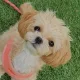 호두언니