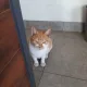 보리