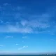 독도새우