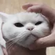 치치