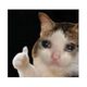 sadcat