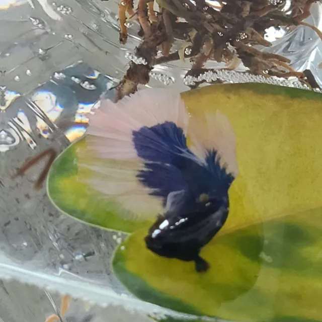 가자뮹