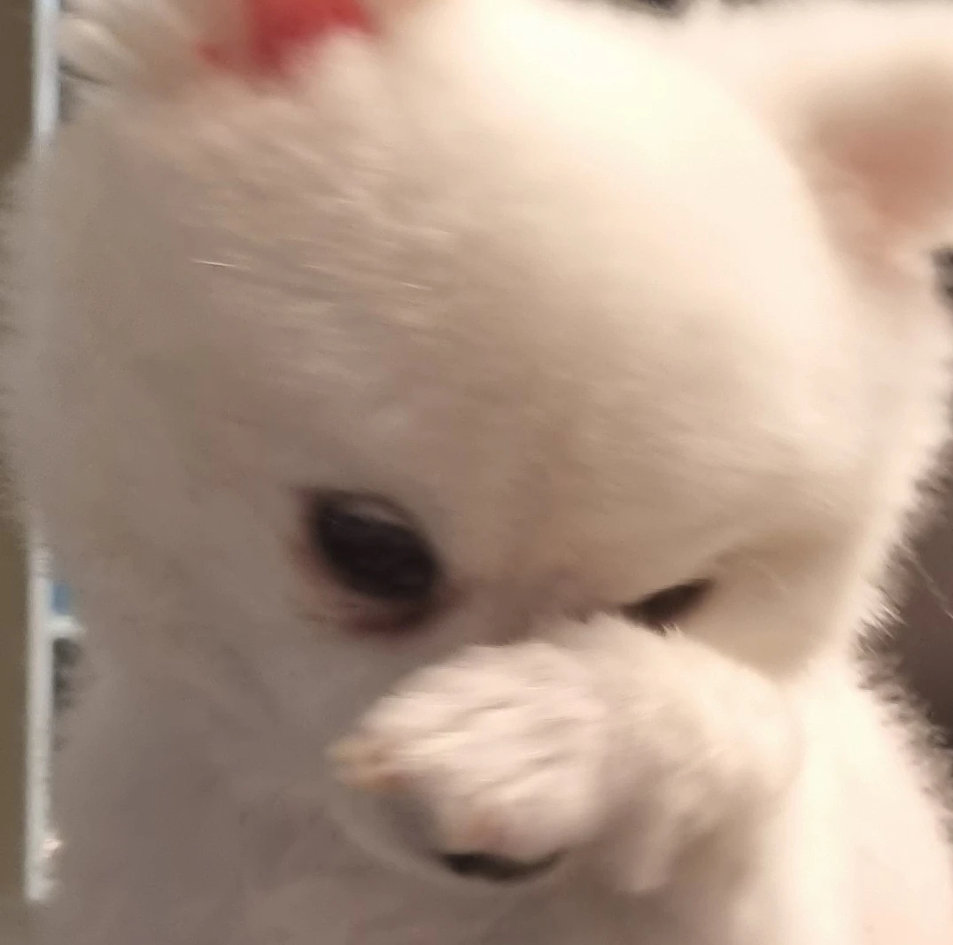 파라