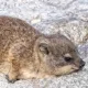 바위너구리