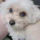 푸우형님