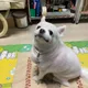 하얀꼬부기