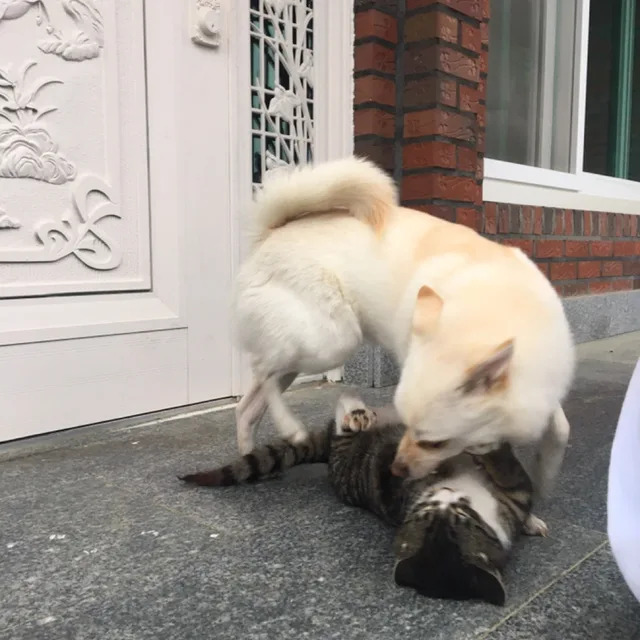 엄지네집