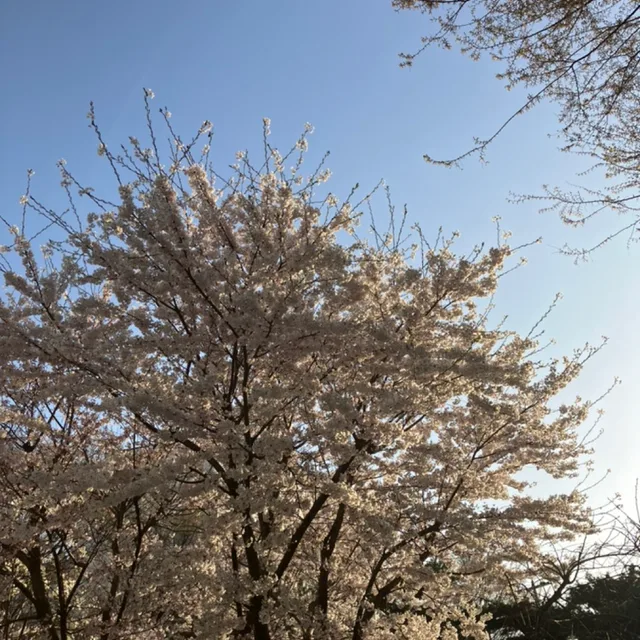 축복로즈