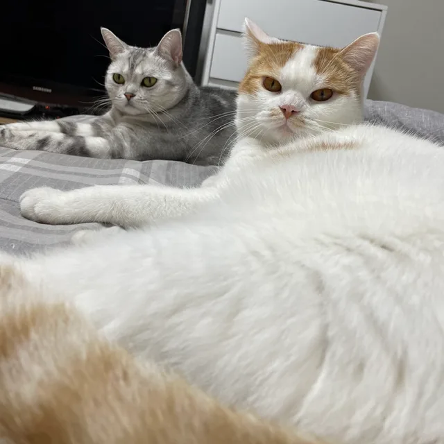 짹짹후라이