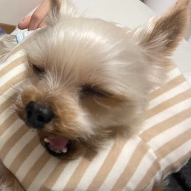 촉촉콩