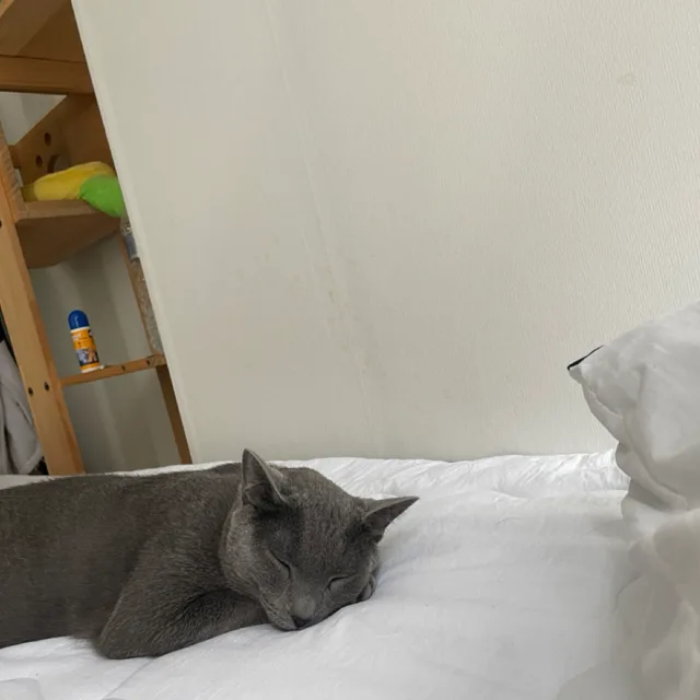 쿨거좀여