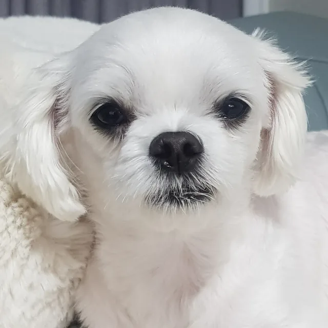 미갱이