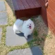네오