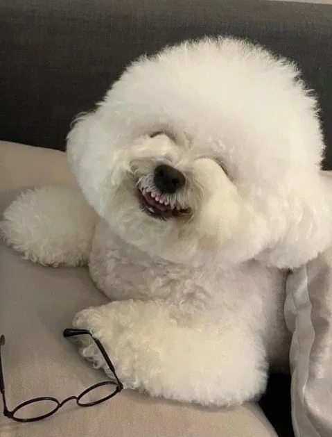 캐리