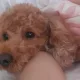 딸기맘