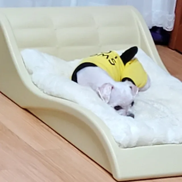 구피