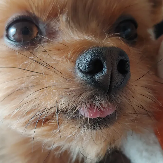 레이히히