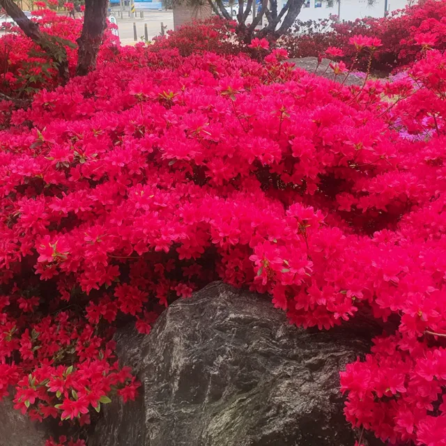 문가