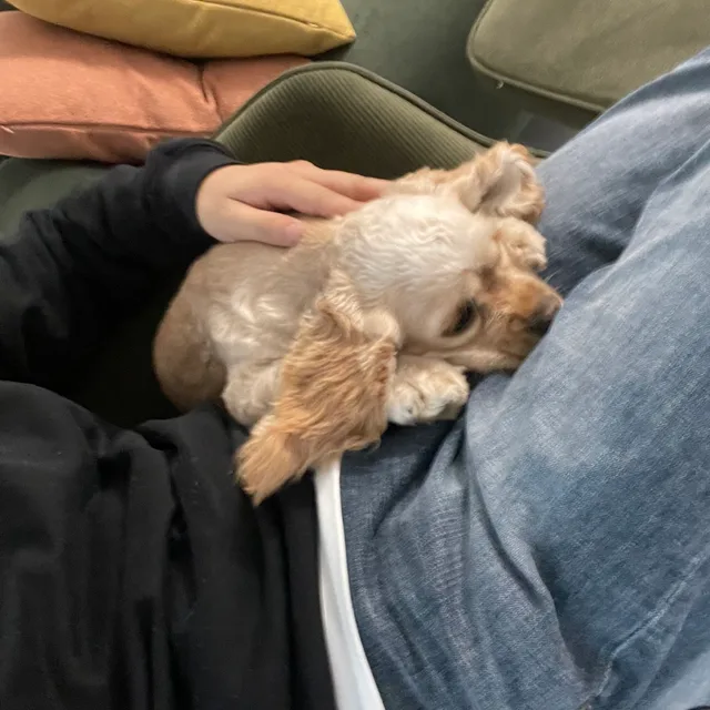 호잇