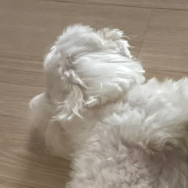 봉봉이