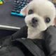 당근은캐롯