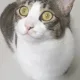 아토