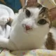 노대