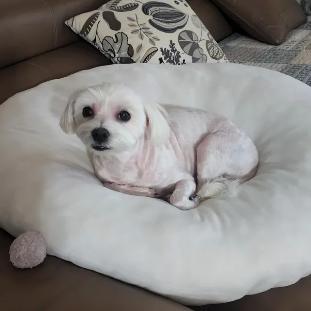 토토