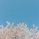 솔네아